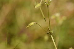 Cerastium tenoreanum
