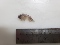 Themisto libellula
