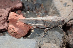 Sphingonotus picteti