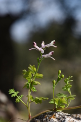 Fumaria judaica judaica