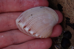 Hysteroconcha lupanaria