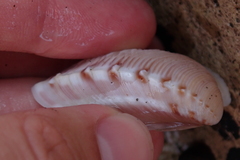 Hysteroconcha lupanaria
