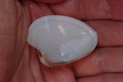 Hysteroconcha lupanaria