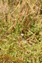 Cerastium tenoreanum