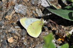 Colias phicomone