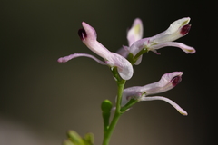 Fumaria judaica judaica