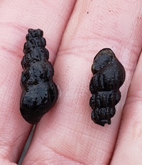 Juga plicifera