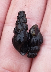 Juga plicifera