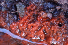 Hymeniacidon perlevis