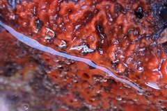 Hymeniacidon perlevis