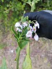 Solanum africanum