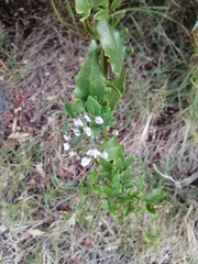 Solanum africanum