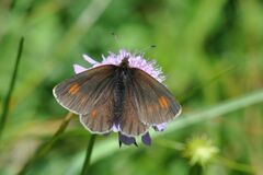 Erebia