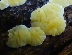 Trichoderma sulphureum