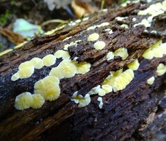 Trichoderma sulphureum