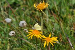 Colias palaeno