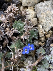 Eritrichium argenteum