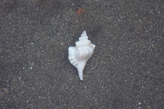 Eupleura muriciformis