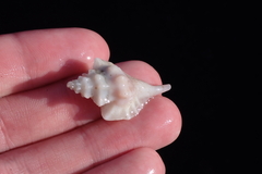 Eupleura muriciformis