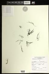 Podostemum ceratophyllum