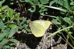 Colias palaeno