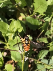 Chrysotoxum triarcuatum