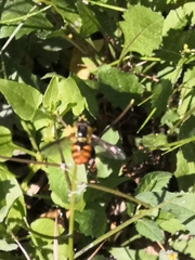 Chrysotoxum triarcuatum