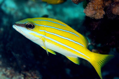 Lutjanus kasmira