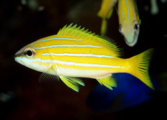 Lutjanus kasmira