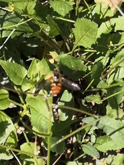 Chrysotoxum triarcuatum