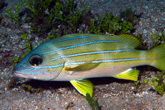 Lutjanus kasmira