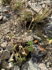 Saxifraga cernua
