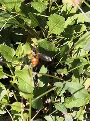 Chrysotoxum triarcuatum