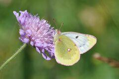Colias phicomone