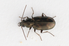 Bembidion obliquum