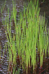 Juncus planifolius