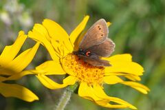 Erebia epiphron