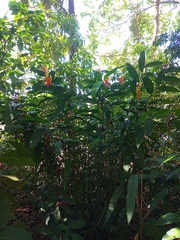 Heliconia longiflora
