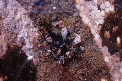Holothuria cinerascens