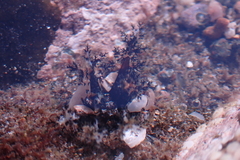 Holothuria cinerascens