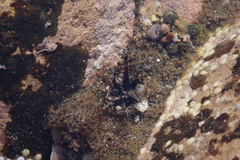 Holothuria cinerascens