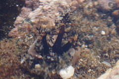 Holothuria cinerascens