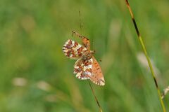 Boloria pales