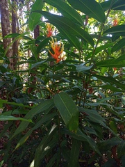 Heliconia longiflora
