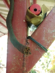 Nannotrigona mellaria