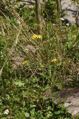 Senecio vernalis