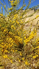 Holocarpha virgata virgata