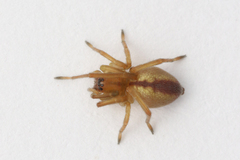 Cheiracanthium erraticum