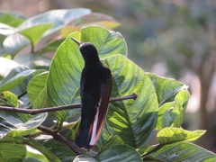 Florisuga fusca