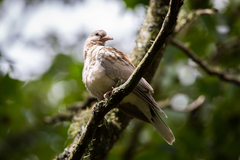 Streptopelia roseogrisea